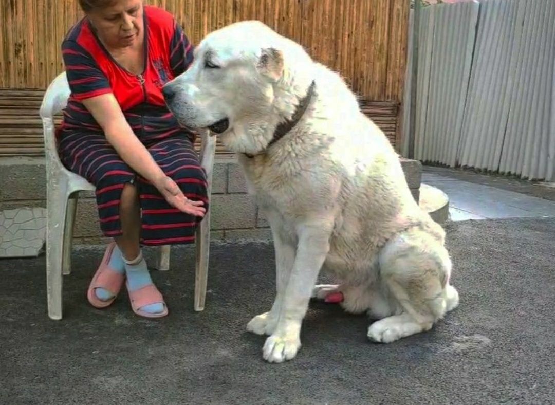 Алабай (САО) предлагается на вязку