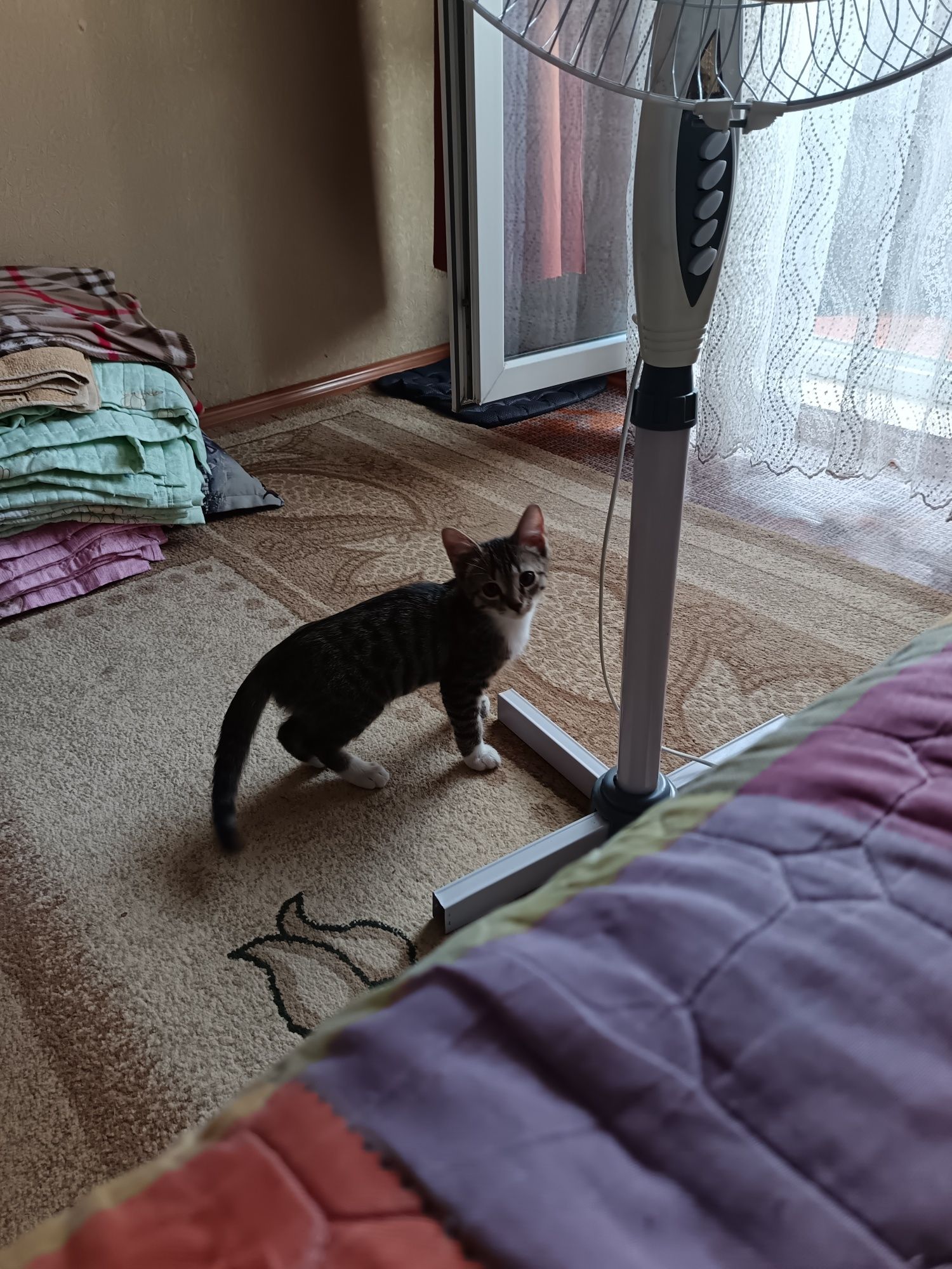 Котёнок 4 месяца