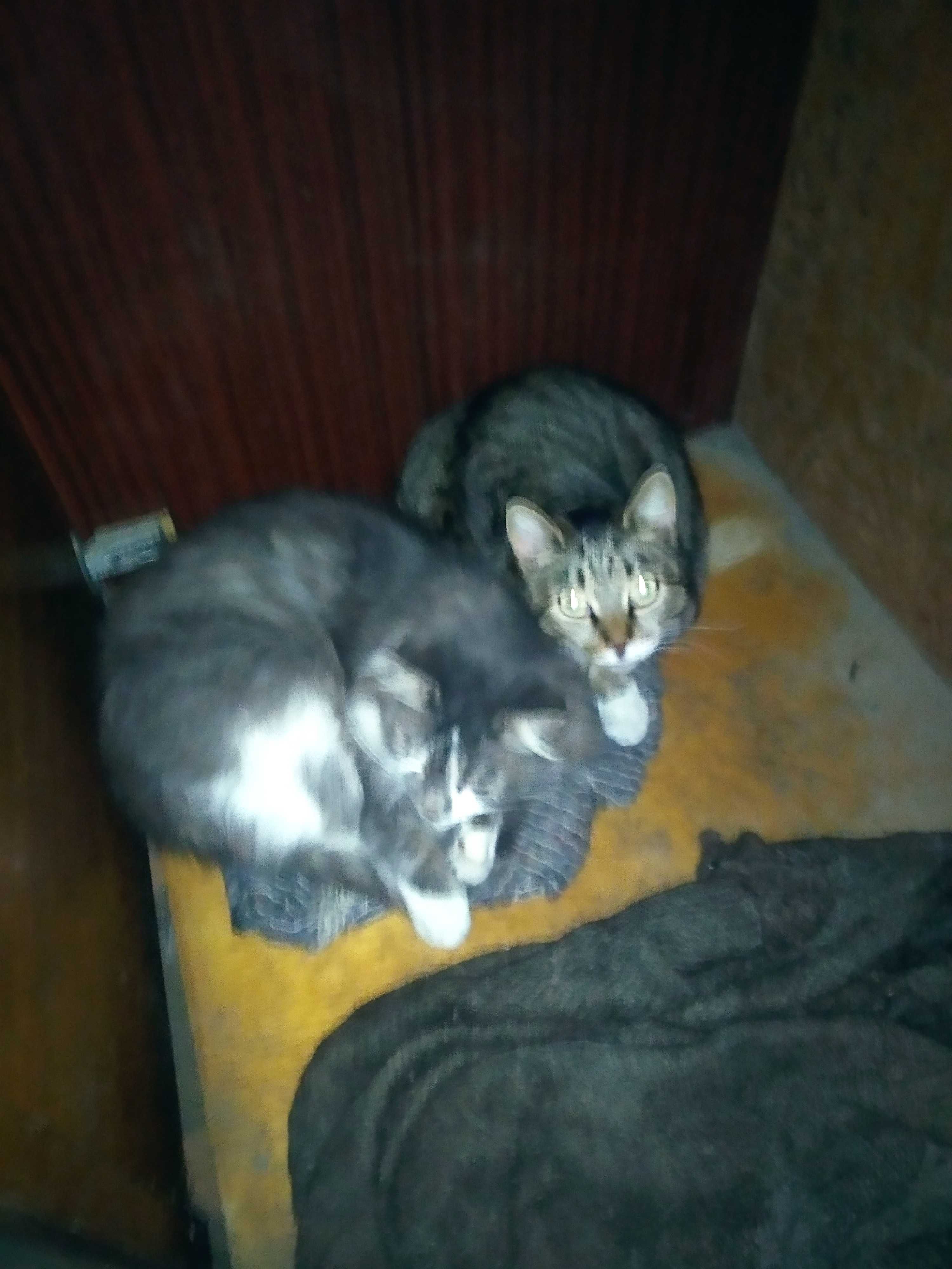 Отдам бесплатно 2 Кошек