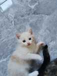 Кот. Мальчик с голубыми глазами