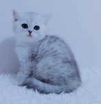 котята шотландские