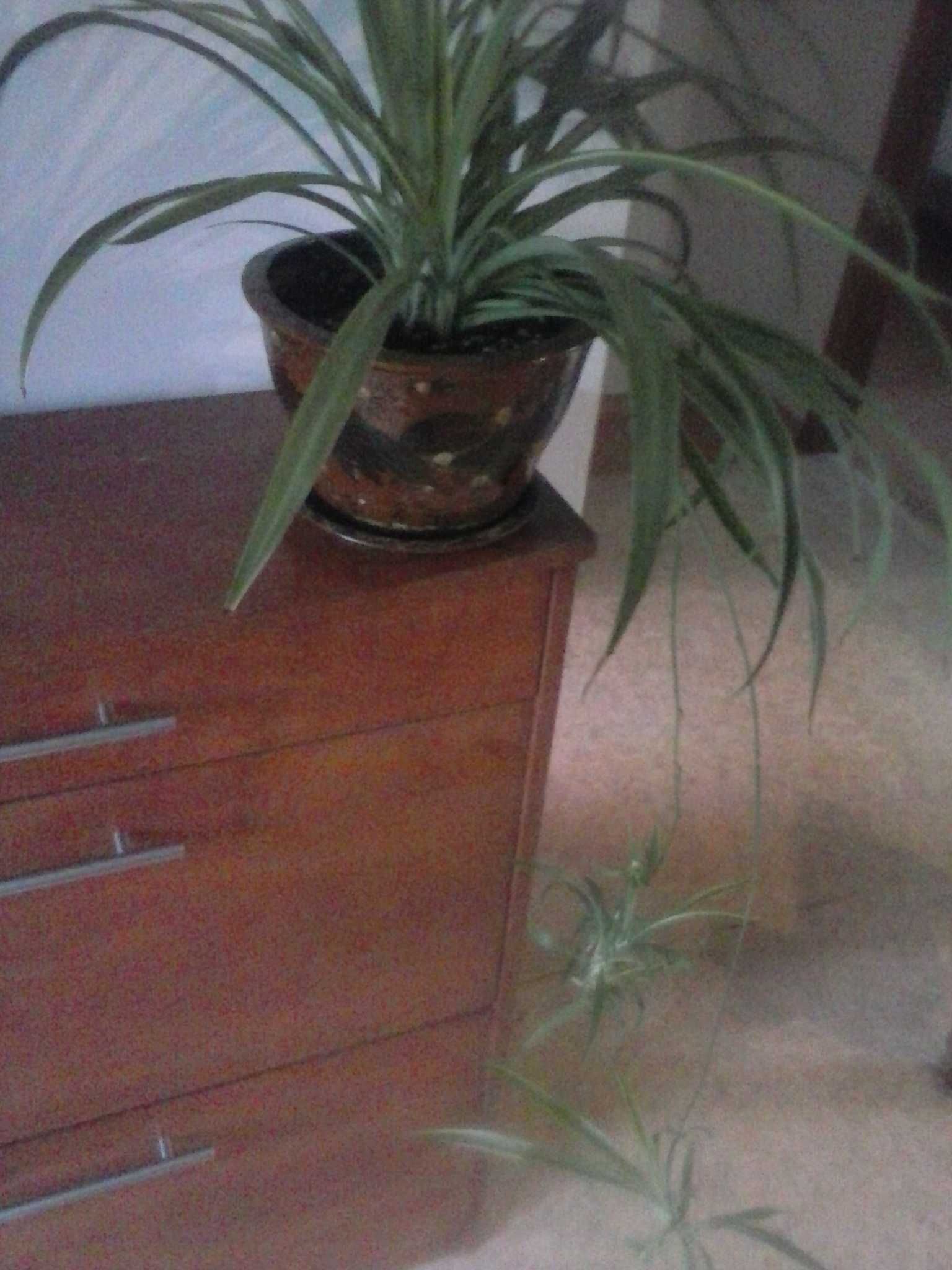 Хлорофитум  (лат. Chlorophytum) взрослое растение