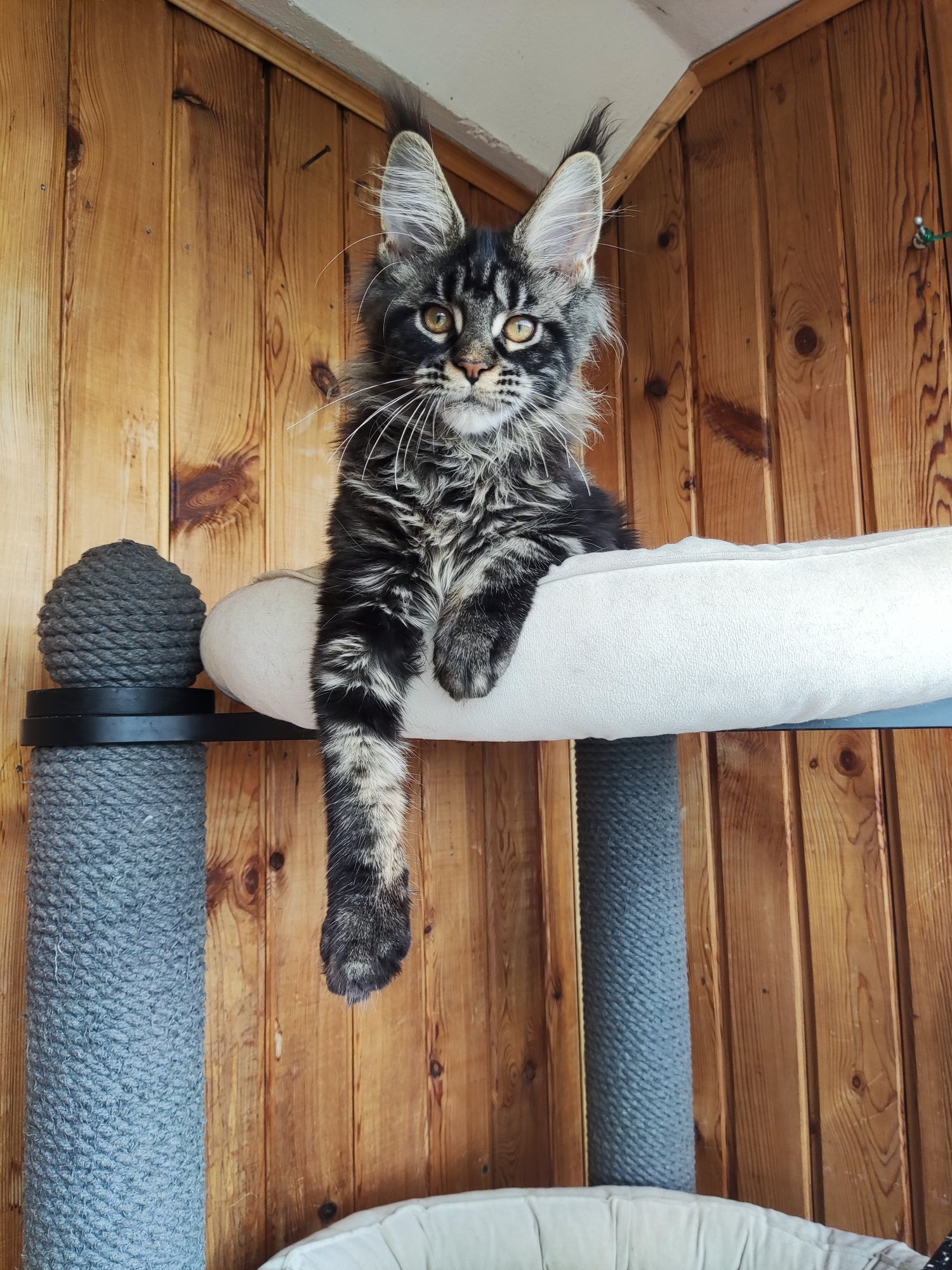 Котенок Мейн кун