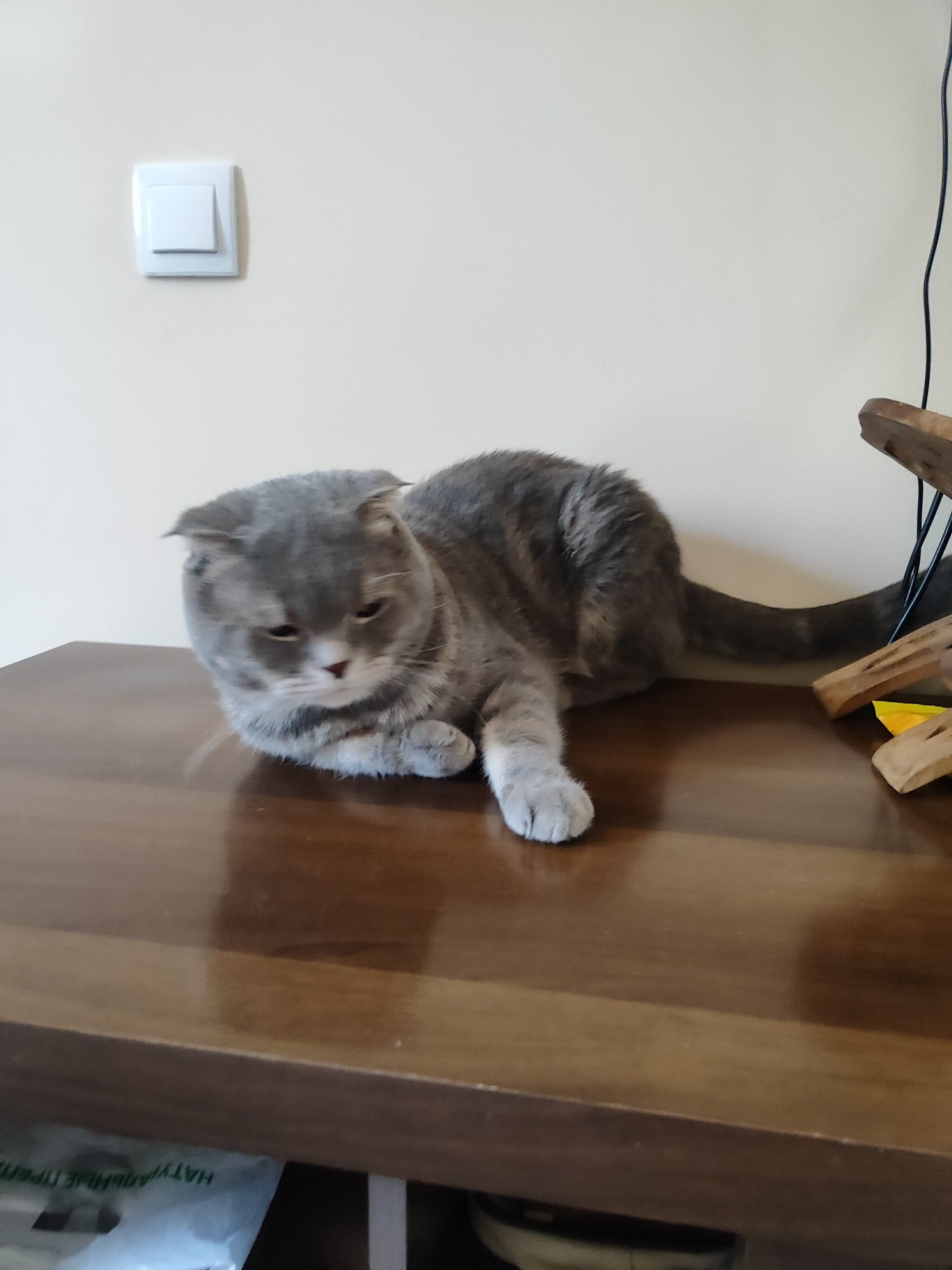 Шотландский вислоухий