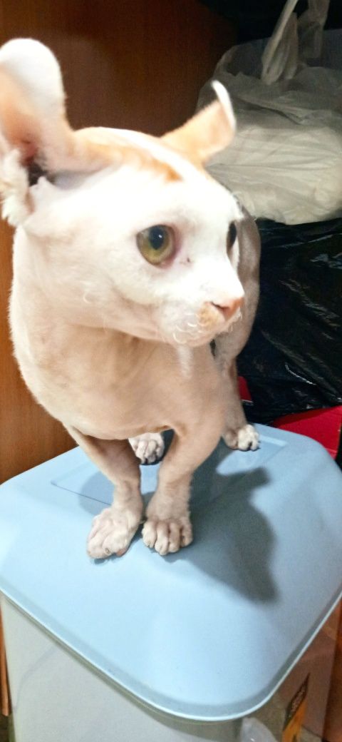 Вязка кота Двельф