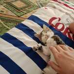 4айлық эвропейский кот