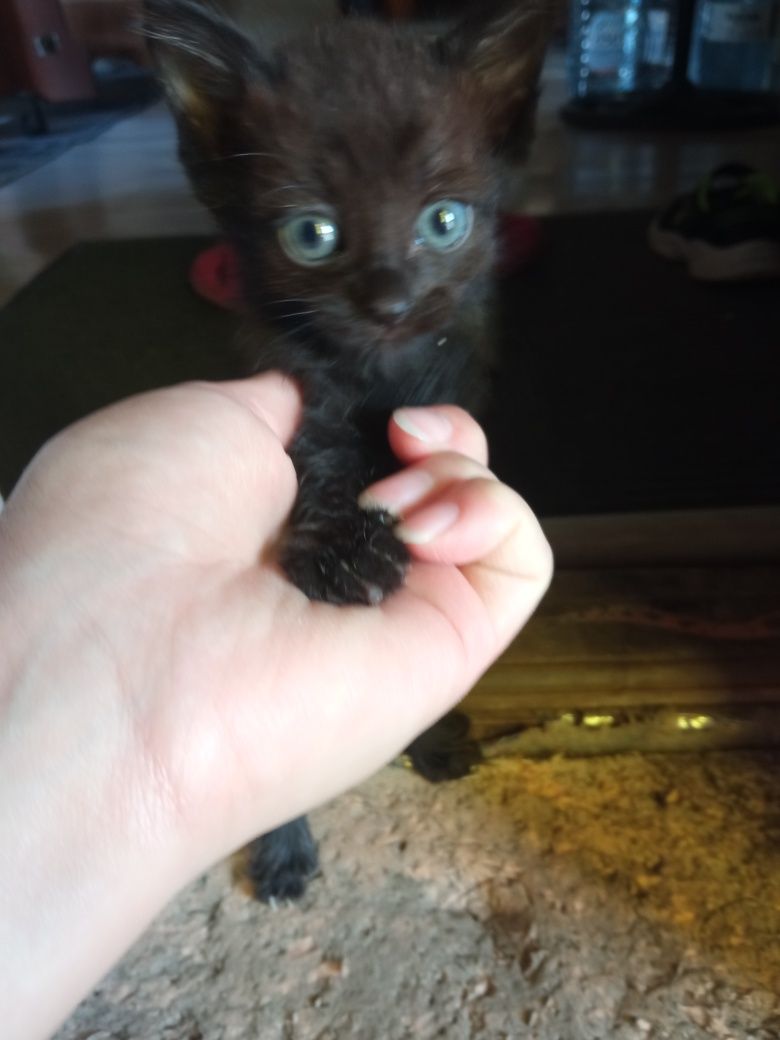 Отдам котят в добрые руки