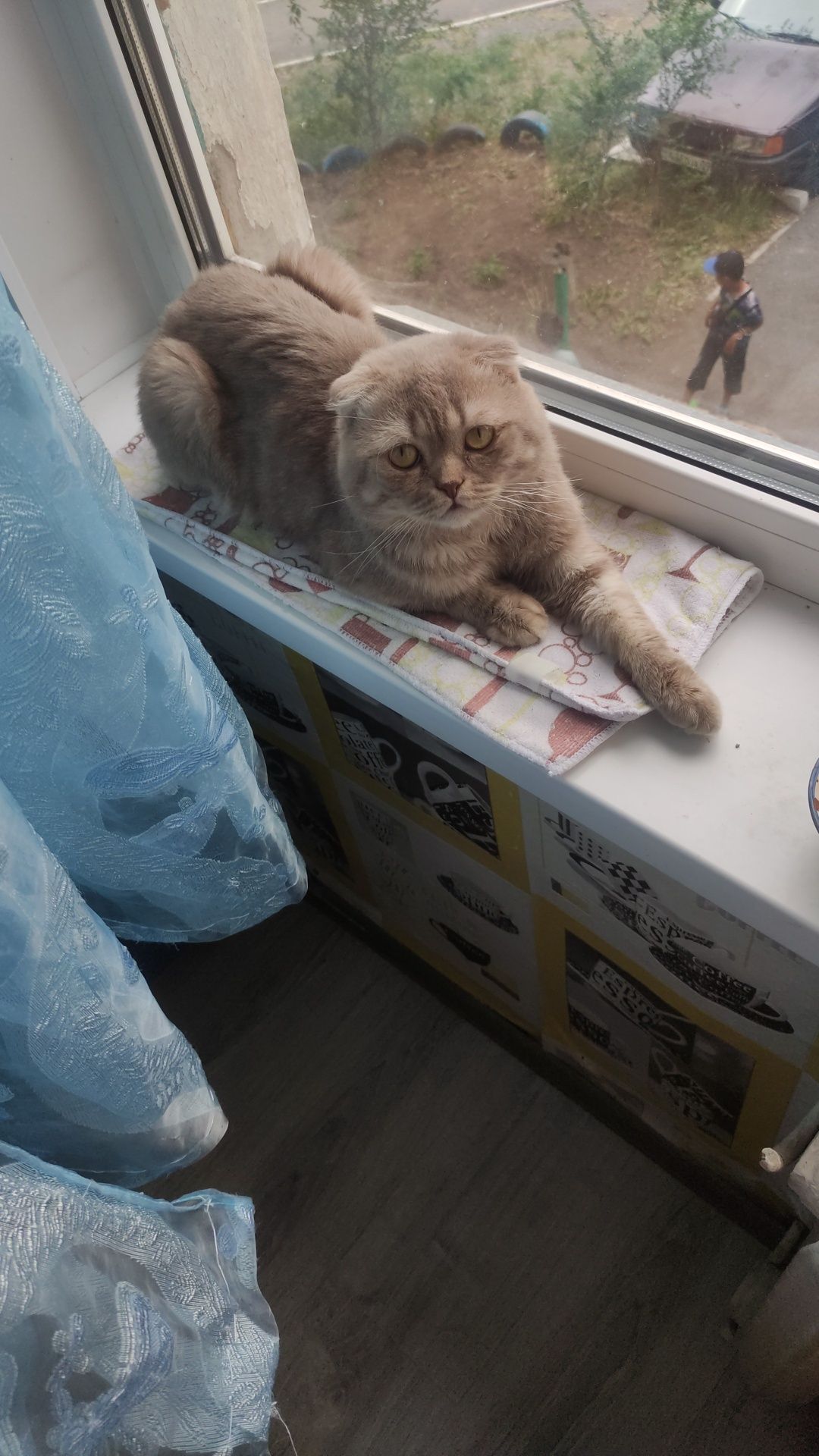 Шотландский вислоухий кот для вязки