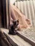 Отдам красивых котят