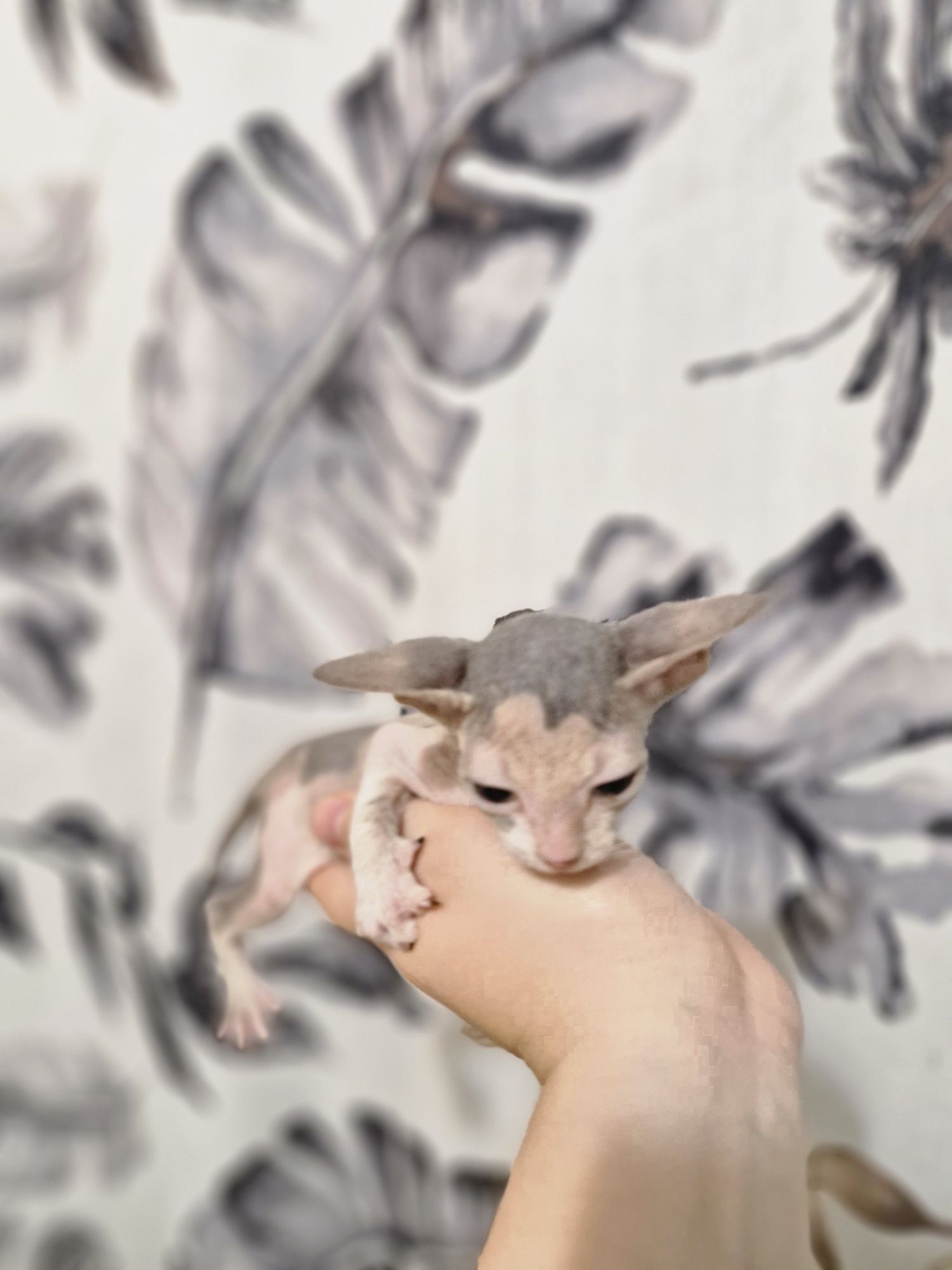 Котята породы сфинкс