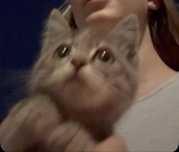 Отдадим котенка в добрые руки