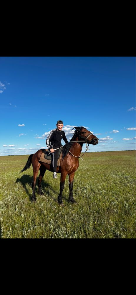 Продам 2 жеребца