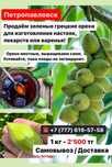 Зелёные орехи грецкие