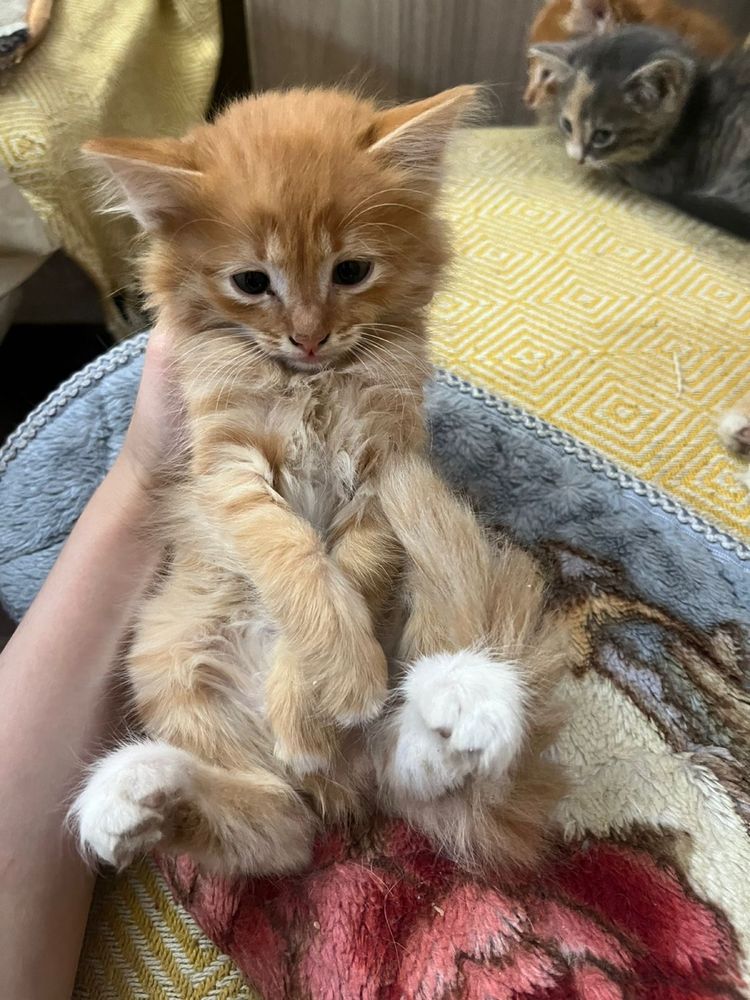 Котята 2 месяца