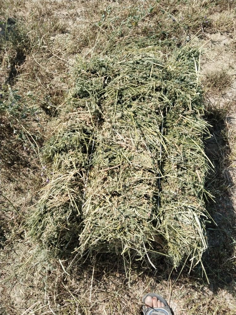 Пресс сатылады бириншы орак биылгы..