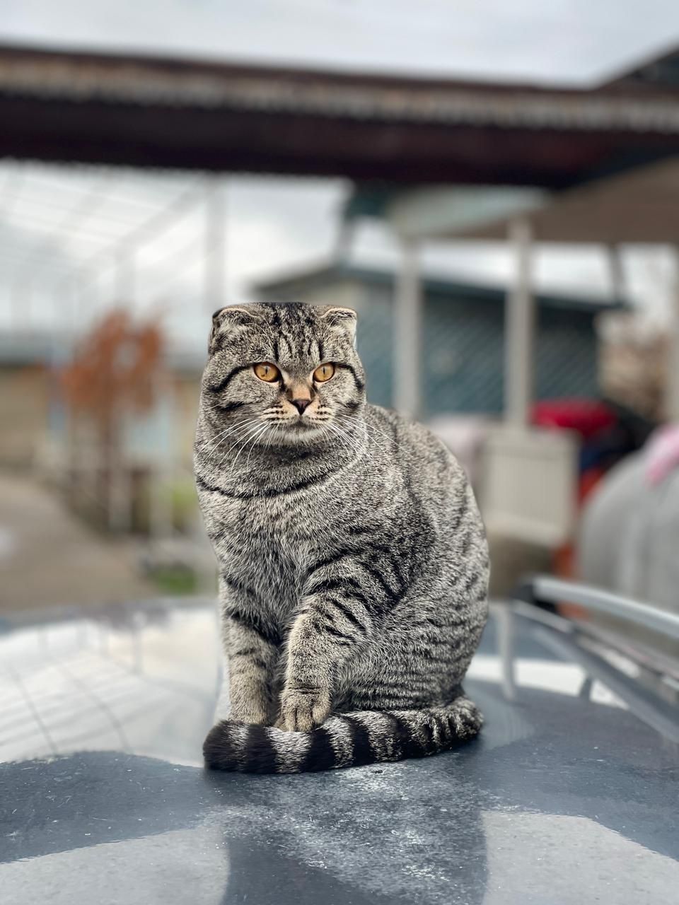 Вязка кота. Скоттиш фолд.