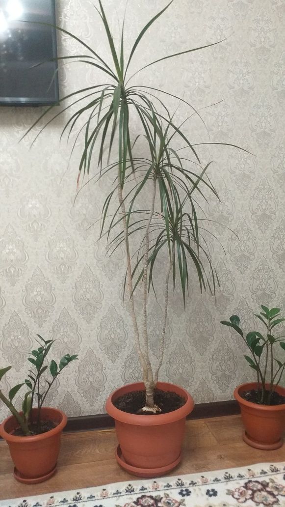 Цветы комнатные. красивые