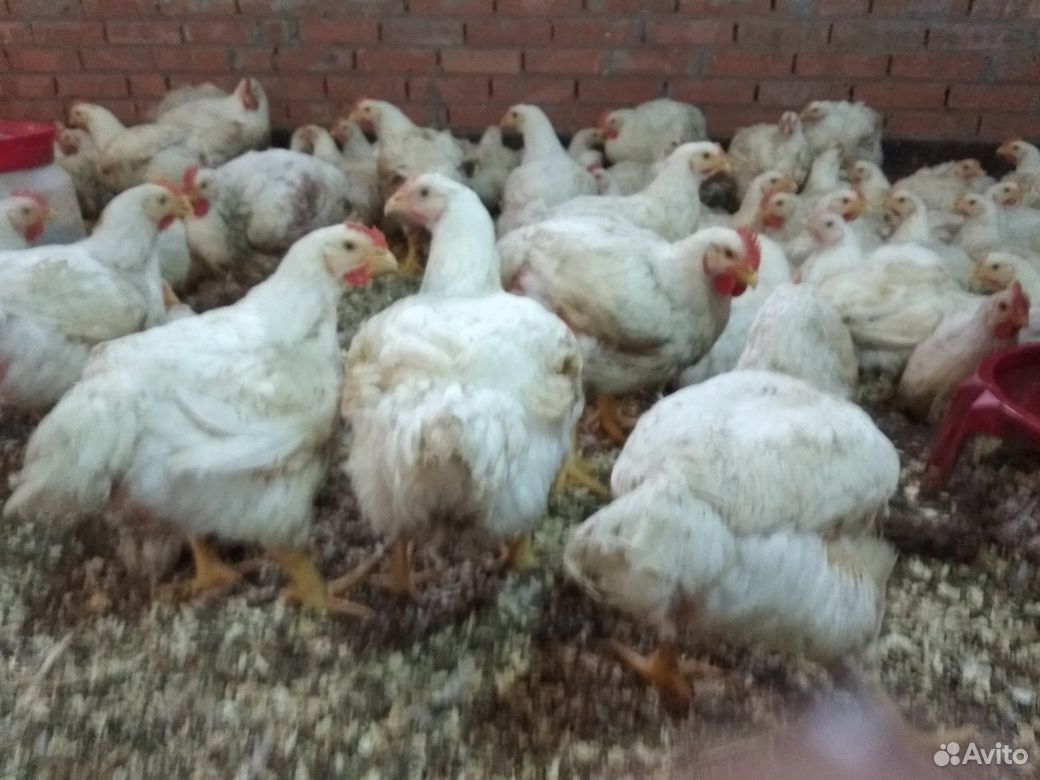Продам бройлера.