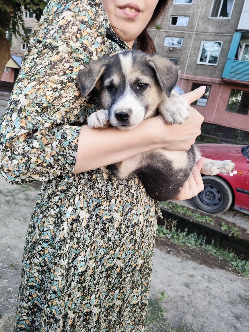 Щенок девочка в надёжные руки