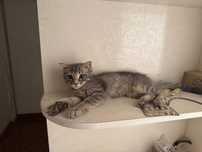 Котенок 2,5 месяца