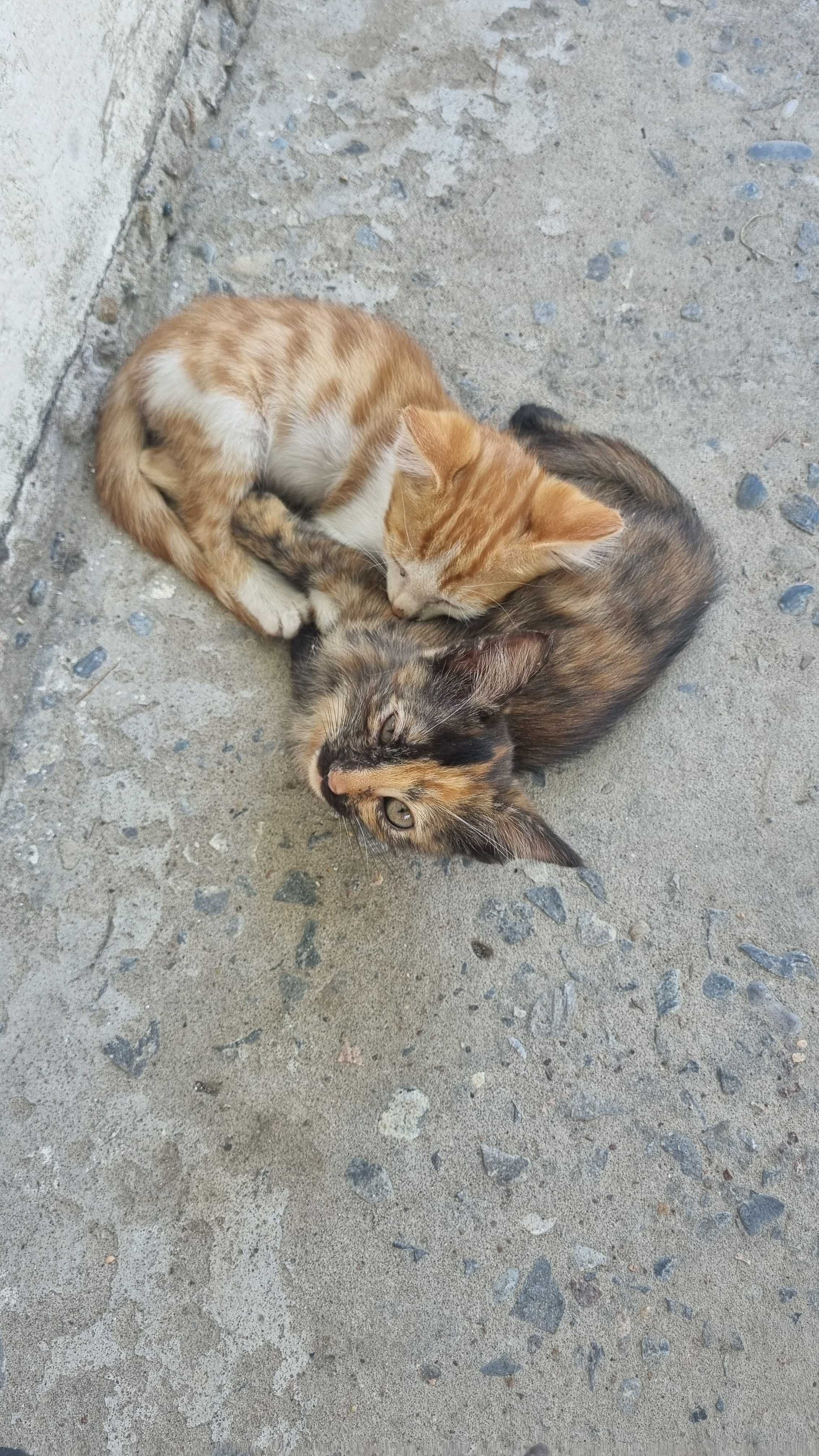 Котята, животные домашние