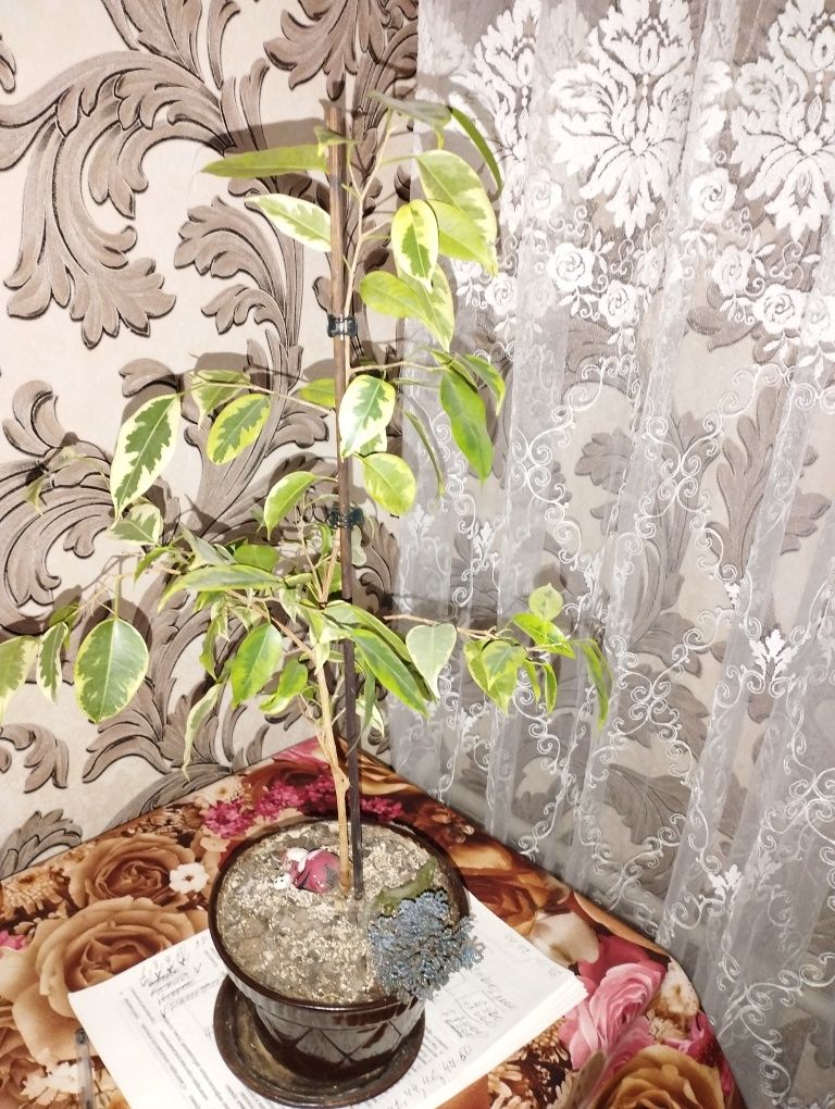 Фикусы и молочай крупноцветковый