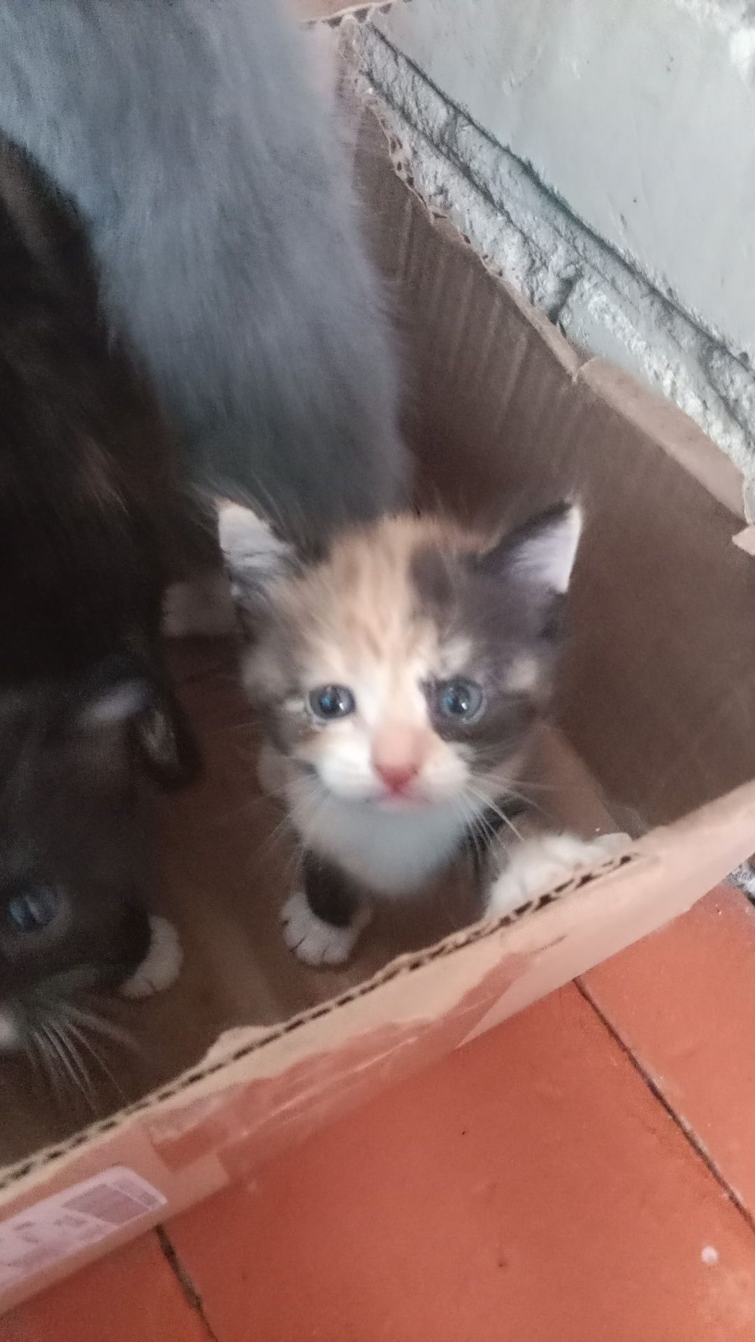 Маленький котята