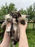 Отдам в добрые руки котят