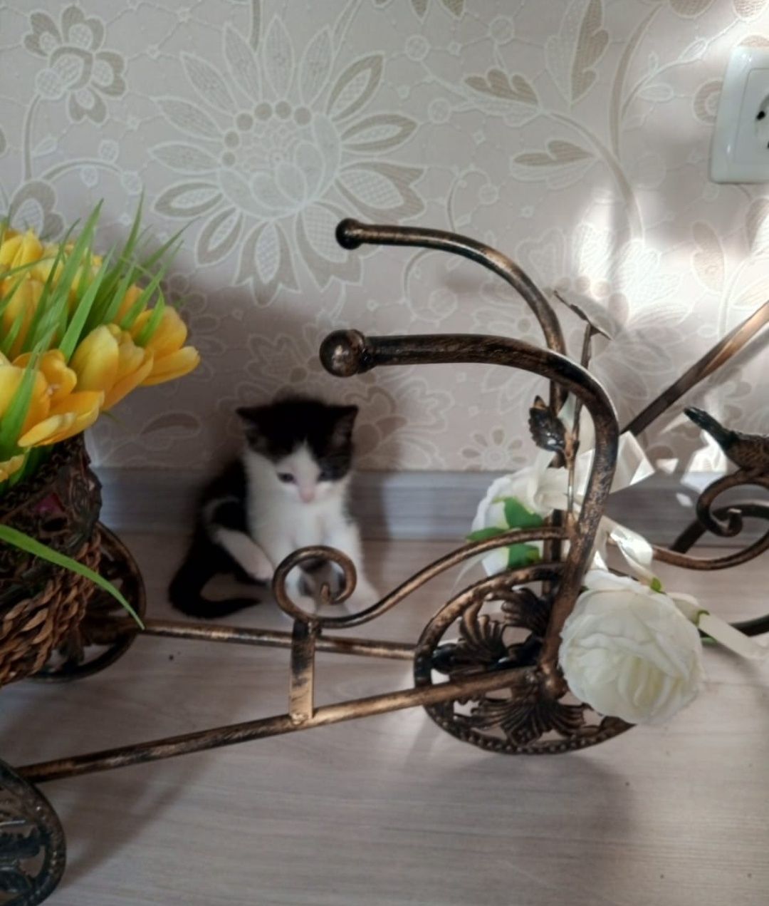 Котята от породистой мамы