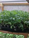 Продам домашнюю рассаду