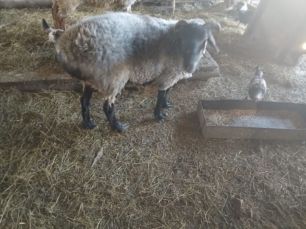 Продам откормленных баранов (сектер)
