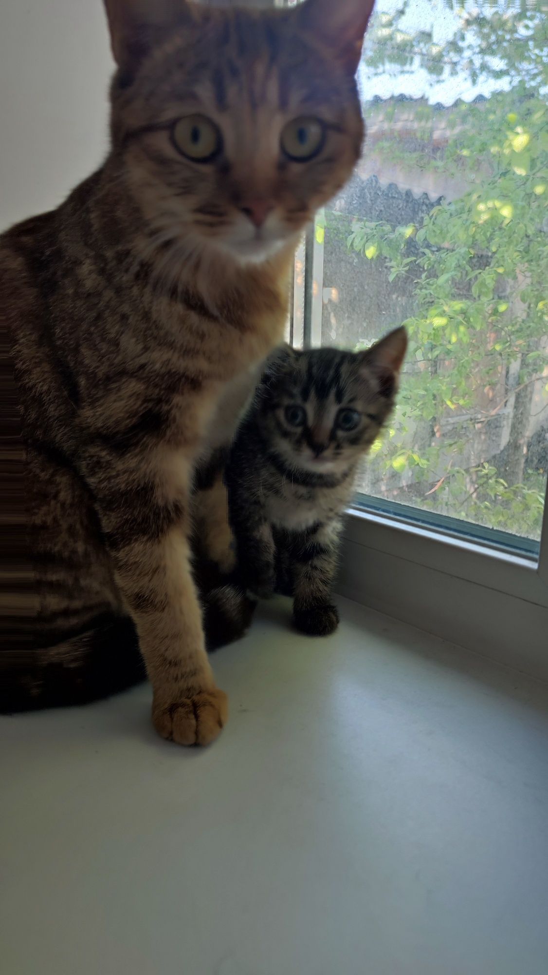Котенок ждёт именно тебя