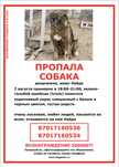 Пропала собака в районе Туздыбастау, вознаграждение- 200к тенге