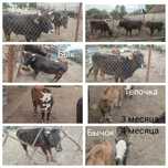 Продам цены разные пишите звоните