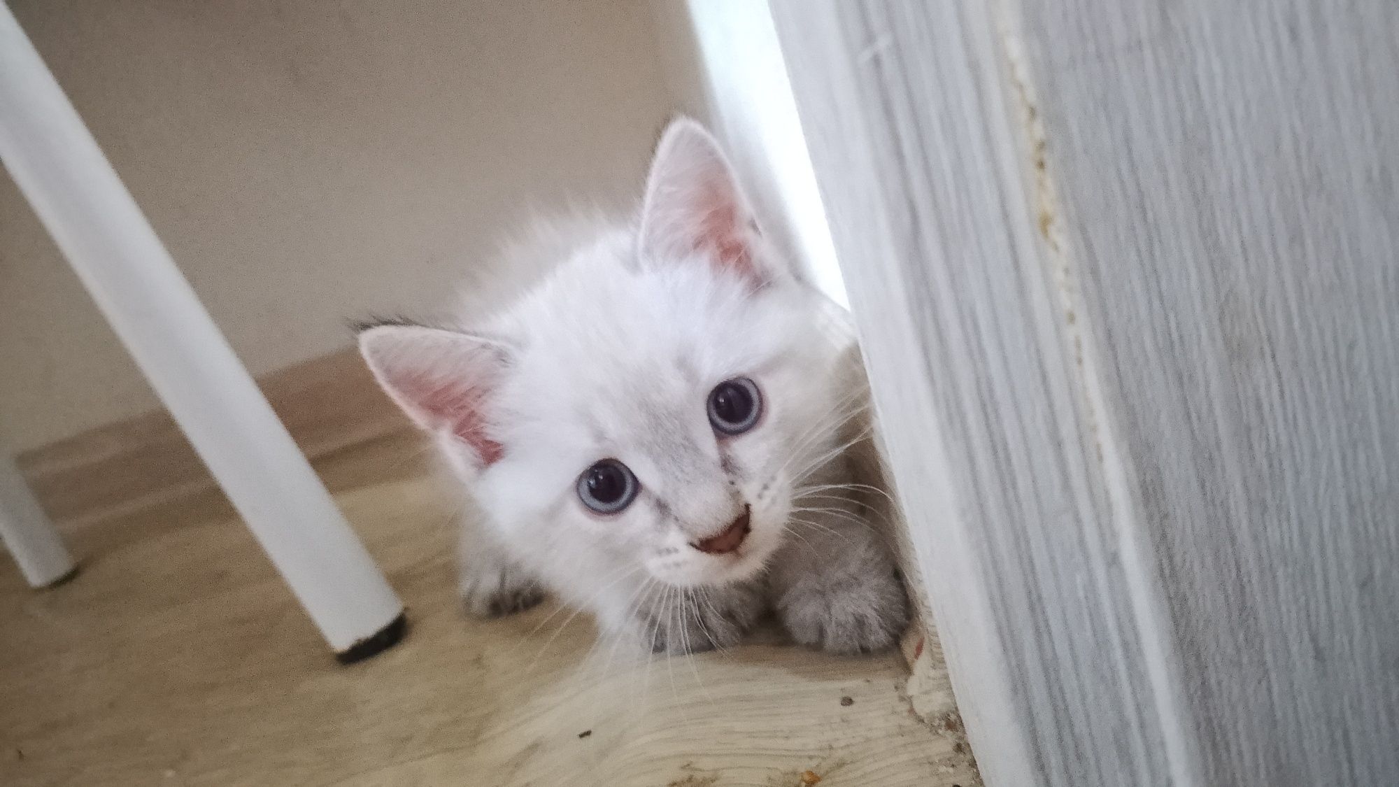 Котенок, девочка