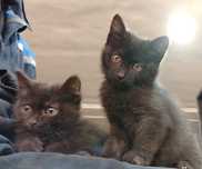 Отдам котят в добрые руки