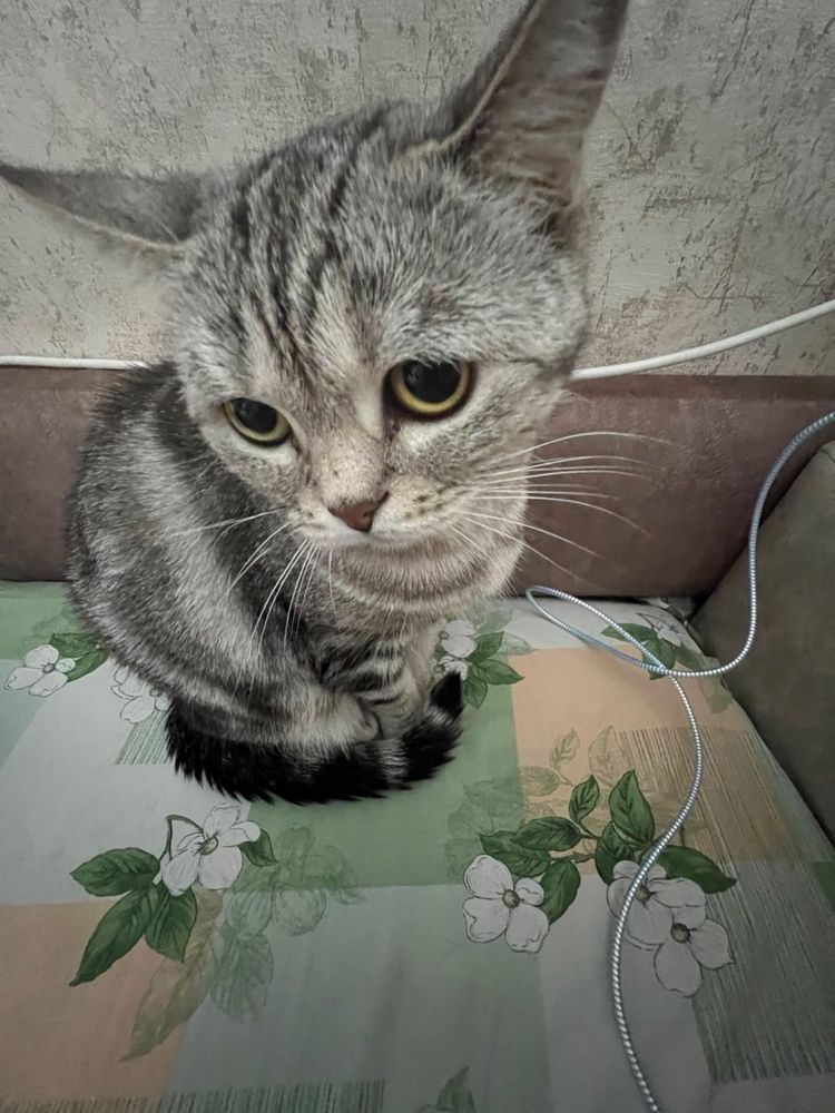 Отдам в добрые руки кошку