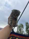 Отдам даром котят