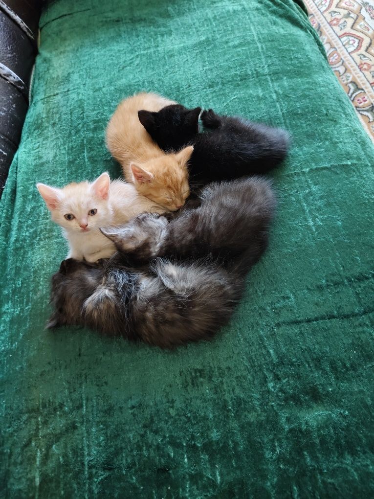 Отдам котят в добрые руки