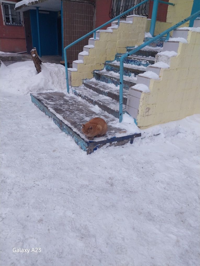 Кот рыжый большой потерялсья