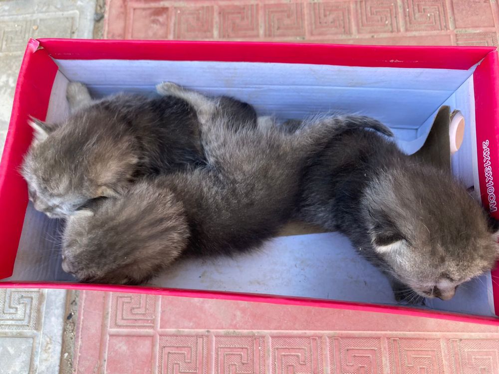 Котёнки маленькие