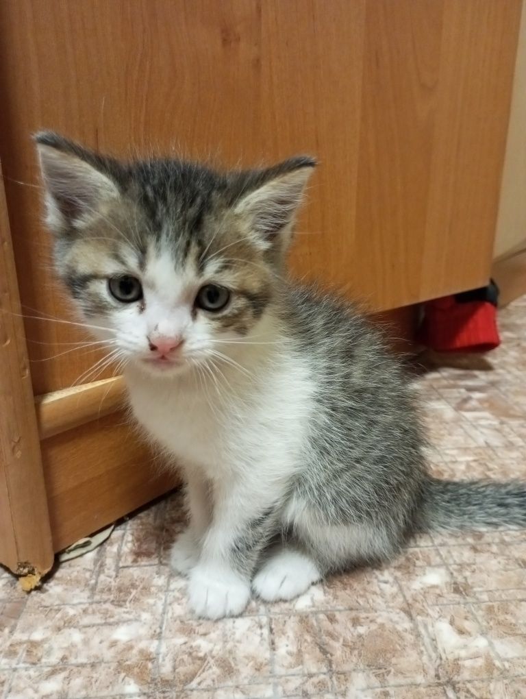 Отдам котят в хорошие руки