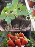 Продам саженцы клубники