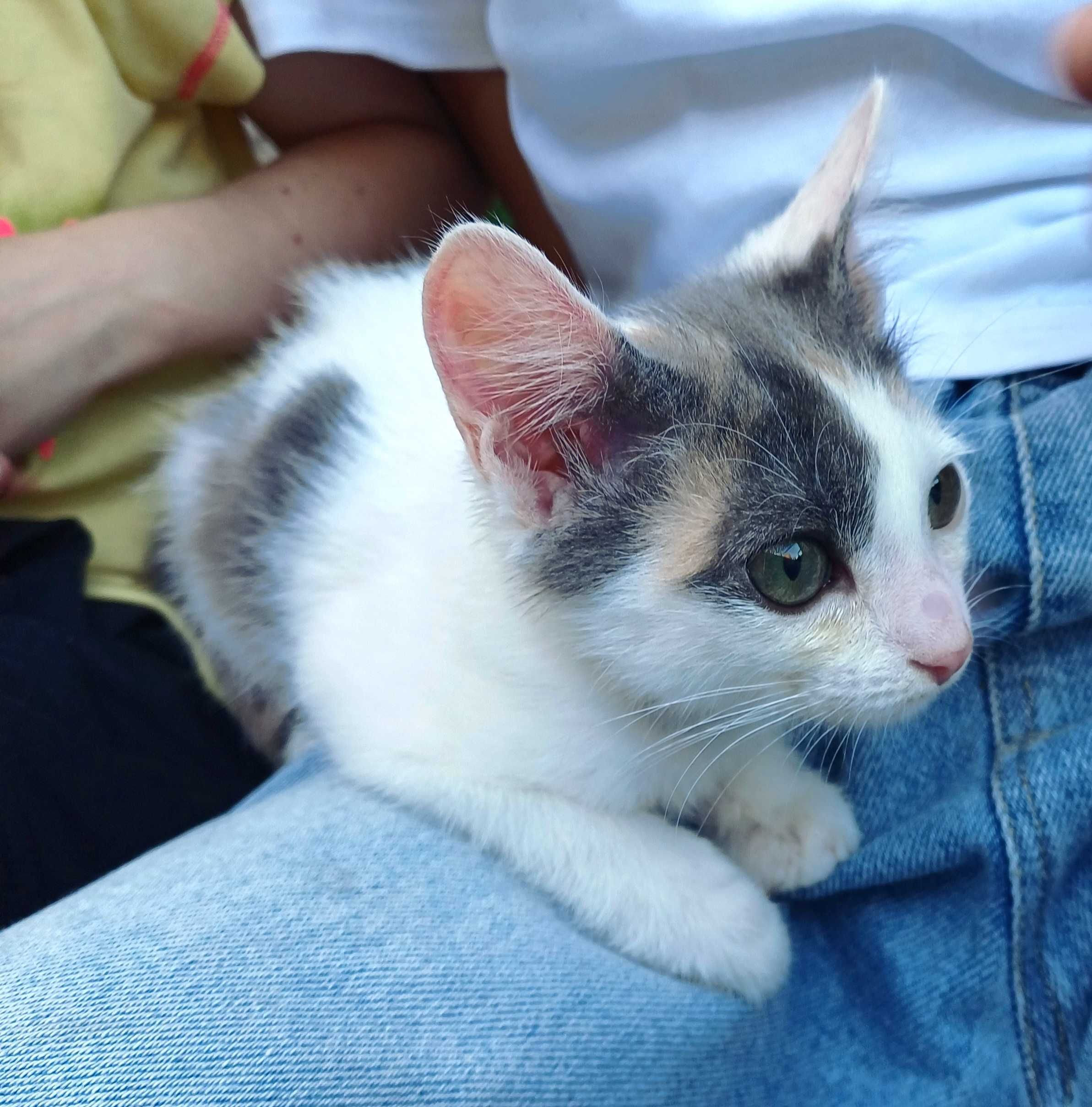 Котёнок Эльза ищет ответственных котородителей