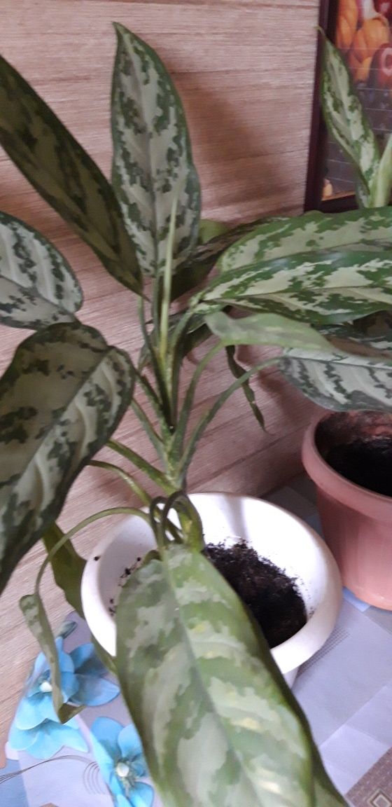 Продам э денежное дерево ,,аглаонэмы,цветущ.колланхоэ.