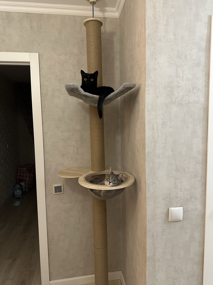 Отдам в хорошие руки 2 кошки