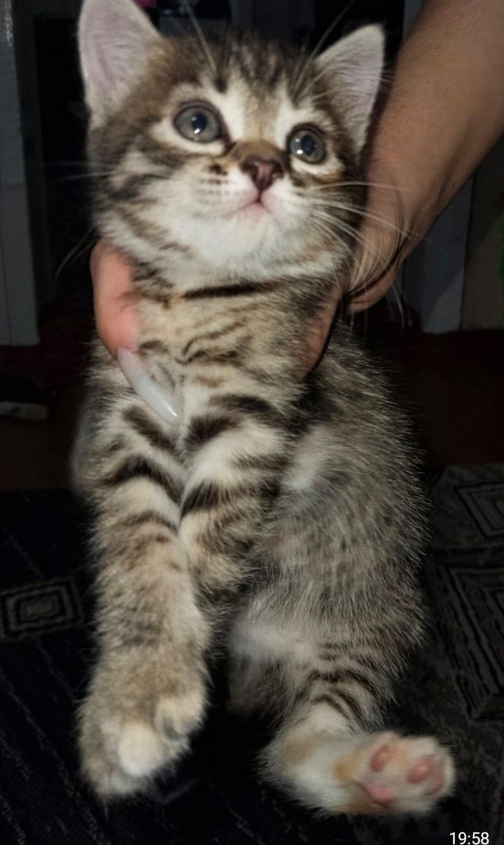 Котята полтора месяца