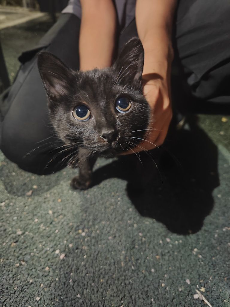 Котенок к хорошим людям