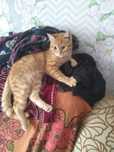 Котику срочно нужен дом!