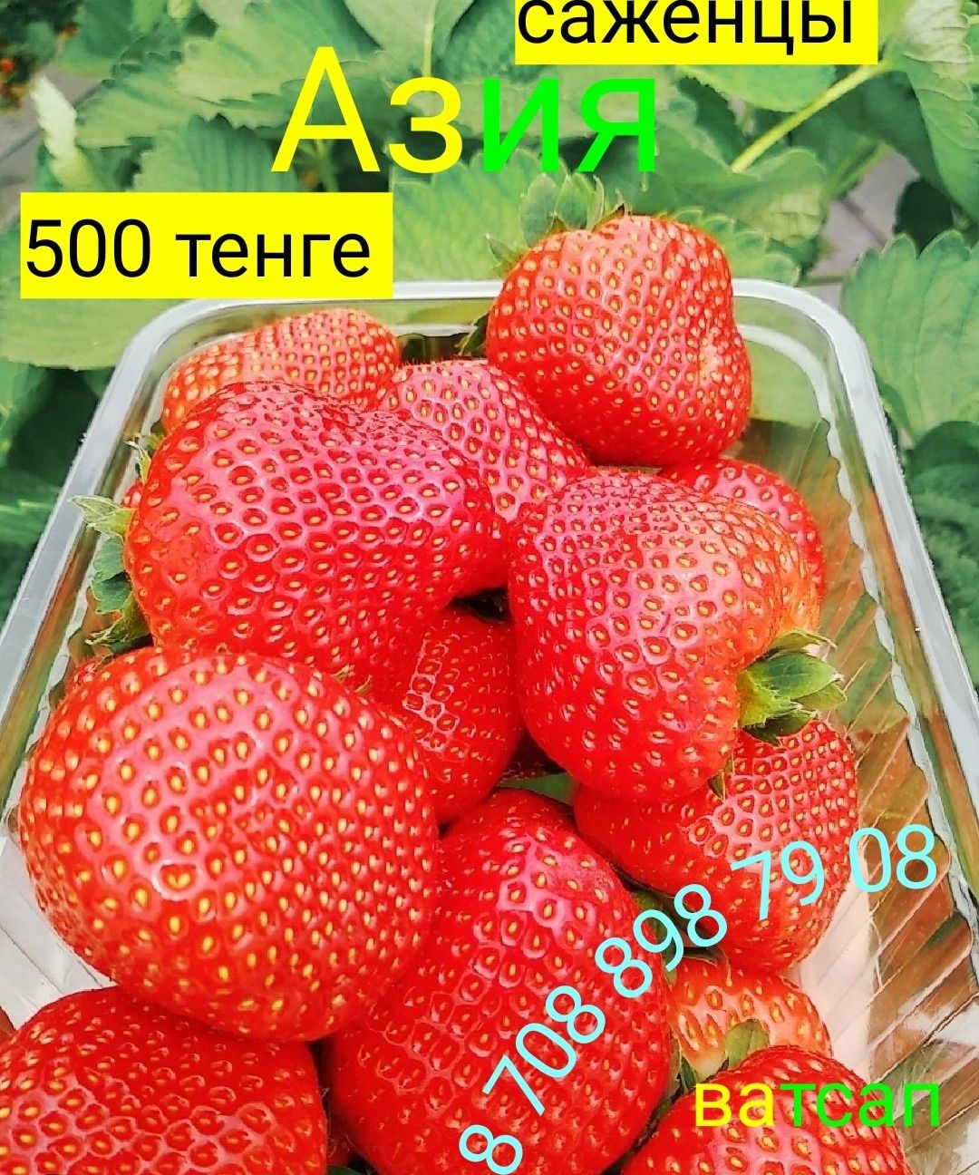 Саженцы клубники  30 разных сортов